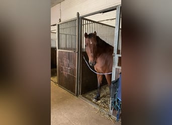 Hannoveraan, Ruin, 22 Jaar, 164 cm, Bruin