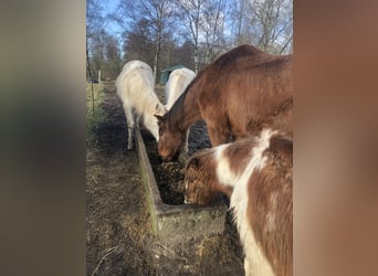 Hannoveraan, Ruin, 28 Jaar, 165 cm, Bruin