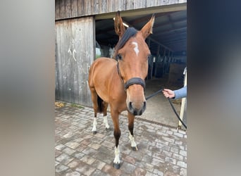 Hannoveraan, Ruin, 2 Jaar, 154 cm, Bruin