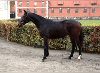 Hannoveraan, Ruin, 2 Jaar, 158 cm, Donkerbruin