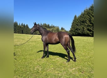 Hannoveraan, Ruin, 2 Jaar, 165 cm, kan schimmel zijn