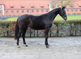 Hannoveraan, Ruin, 2 Jaar, 167 cm, Donkerbruin