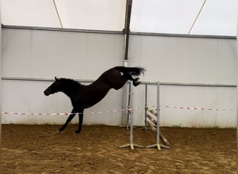 Hannoveraan, Ruin, 2 Jaar, 167 cm, Roodbruin