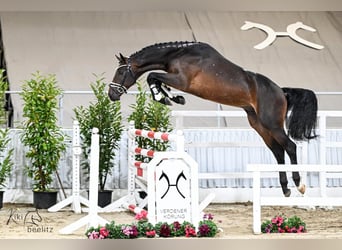 Hannoveraan, Ruin, 2 Jaar, 168 cm, Bruin Hannoveraan, Ruin, 2 Jaar, 168 cm, Bruin