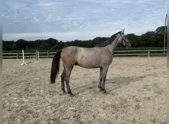 Hannoveraan, Ruin, 2 Jaar, 168 cm, Schimmel