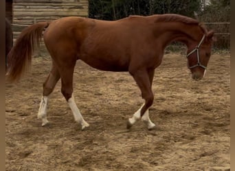 Hannoveraan, Ruin, 2 Jaar, 168 cm, Vos