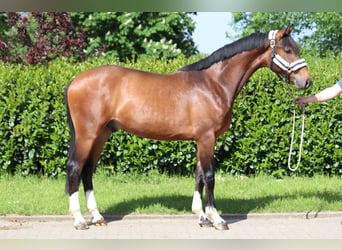 Hannoveraan, Ruin, 2 Jaar, 170 cm, Brauner