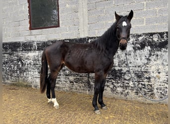 Hannoveraan, Ruin, 2 Jaar, 170 cm, Donkerbruin