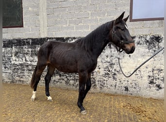 Hannoveraan, Ruin, 2 Jaar, 170 cm, Donkerbruin