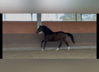 Hannoveraan, Ruin, 2 Jaar, 172 cm, Bruin