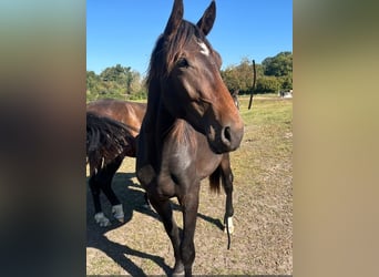 Hannoveraan, Ruin, 2 Jaar, 172 cm, Donkerbruin