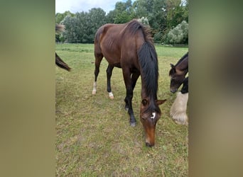 Hannoveraan, Ruin, 2 Jaar, 172 cm, Donkerbruin