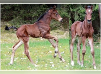 Hannoveraan, Ruin, 2 Jaar, Bruin