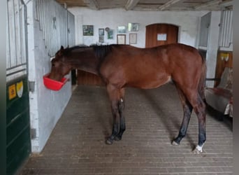 Hannoveraan, Ruin, 2 Jaar, Bruin