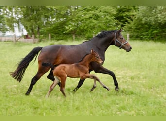 Hannoveraan, Ruin, 2 Jaar, Donkerbruin