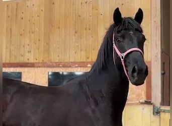 Hannoveraan, Ruin, 2 Jaar, Zwart