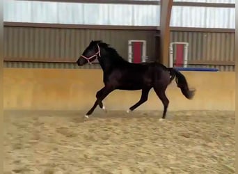 Hannoveraan, Ruin, 2 Jaar, Zwart