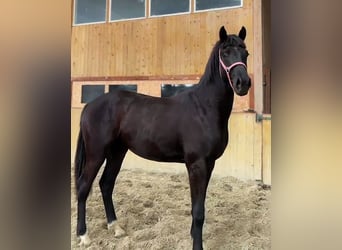 Hannoveraan, Ruin, 2 Jaar, Zwart