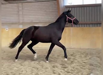 Hannoveraan, Ruin, 2 Jaar, Zwart