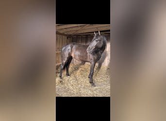 Hannoveraan Mix, Ruin, 3 Jaar, 155 cm, Zwart