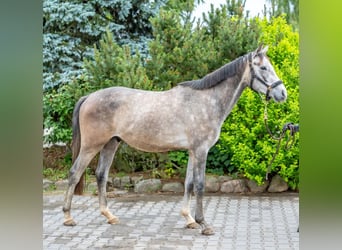 Hannoveraan, Ruin, 3 Jaar, 159 cm, Schimmel