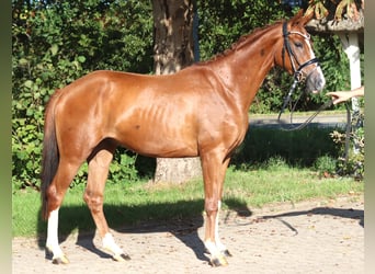 Hannoveraan, Ruin, 3 Jaar, 160 cm, Vos