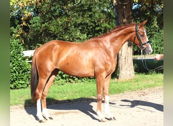Hannoveraan, Ruin, 3 Jaar, 160 cm, Vos