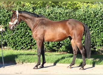 Hannoveraan, Ruin, 3 Jaar, 162 cm, Bruin