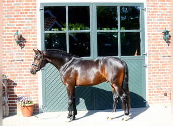 Hannoveraan, Ruin, 3 Jaar, 162 cm, Donkerbruin