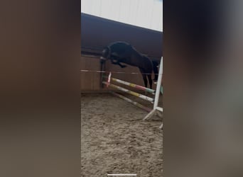 Hannoveraan, Ruin, 3 Jaar, 162 cm, Donkerbruin