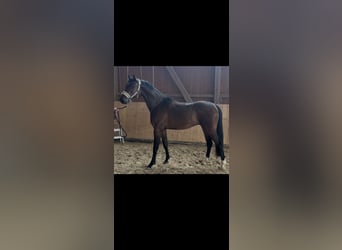 Hannoveraan, Ruin, 3 Jaar, 162 cm, Donkerbruin