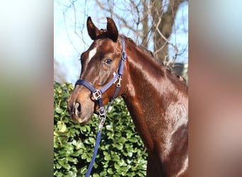 Hannoveraan, Ruin, 3 Jaar, 162 cm, Donkere-vos