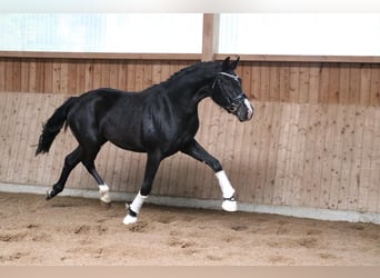 Hannoveraan, Ruin, 3 Jaar, 162 cm, Zwart
