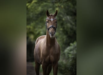 Hannoveraan, Ruin, 3 Jaar, 163 cm, Donkere-vos