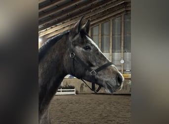 Hannoveraan, Ruin, 3 Jaar, 163 cm, Schimmel