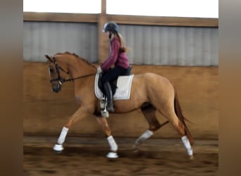 Hannoveraan, Ruin, 3 Jaar, 163 cm, Vos