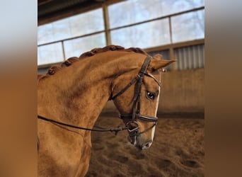 Hannoveraan, Ruin, 3 Jaar, 163 cm, Vos