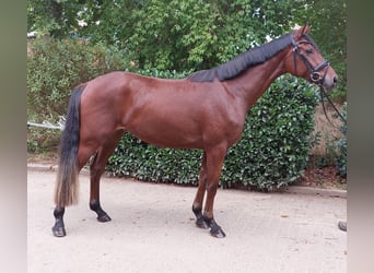 Hannoveraan, Ruin, 3 Jaar, 164 cm, Brauner