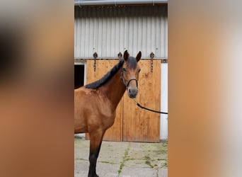 Hannoveraan, Ruin, 3 Jaar, 164 cm, Bruin