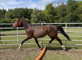 Hannoveraan Mix, Ruin, 3 Jaar, 164 cm, Donkerbruin