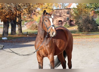 Hannoveraan, Ruin, 3 Jaar, 165 cm, Bruin
