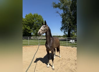 Hannoveraan, Ruin, 3 Jaar, 165 cm, kan schimmel zijn