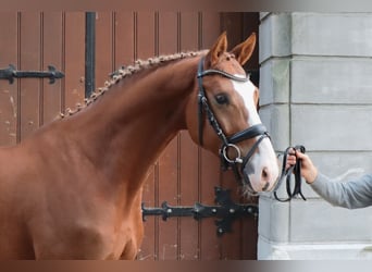 Hannoveraan, Ruin, 3 Jaar, 165 cm, Vos