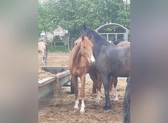 Hannoveraan, Ruin, 3 Jaar, 165 cm, Vos