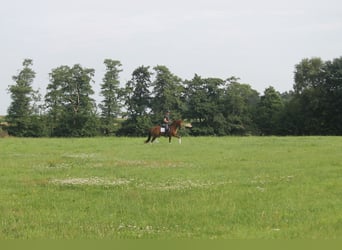 Hannoveraan, Ruin, 3 Jaar, 165 cm, Vos