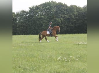 Hannoveraan, Ruin, 3 Jaar, 165 cm, Vos