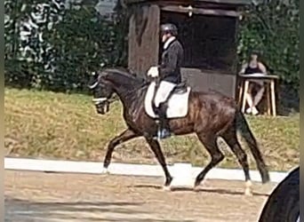 Hannoveraan, Ruin, 3 Jaar, 165 cm, Zwartbruin