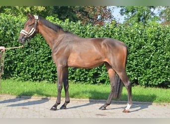 Hannoveraan, Ruin, 3 Jaar, 166 cm, Brauner