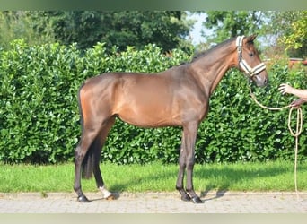 Hannoveraan, Ruin, 3 Jaar, 166 cm, Brauner