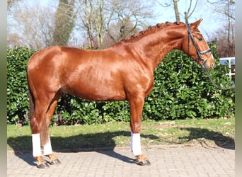 Hannoveraan, Ruin, 3 Jaar, 166 cm, Vos